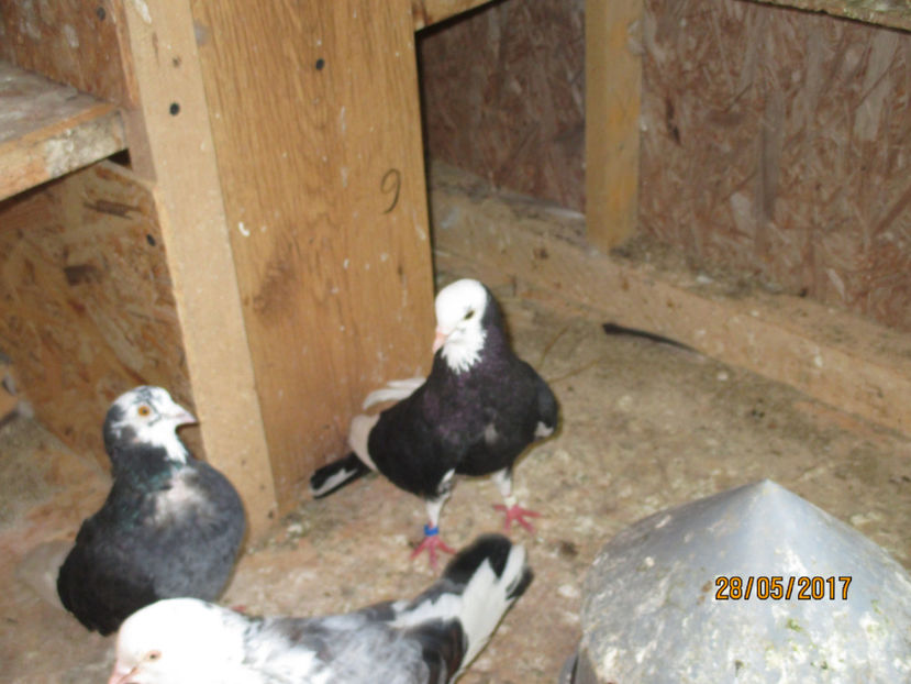  - 1 ROLLER DE BIRMINGHAM 2017