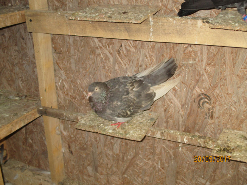  - 1 ROLLER DE BIRMINGHAM 2017