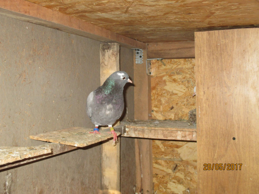  - 1 ROLLER DE BIRMINGHAM 2017