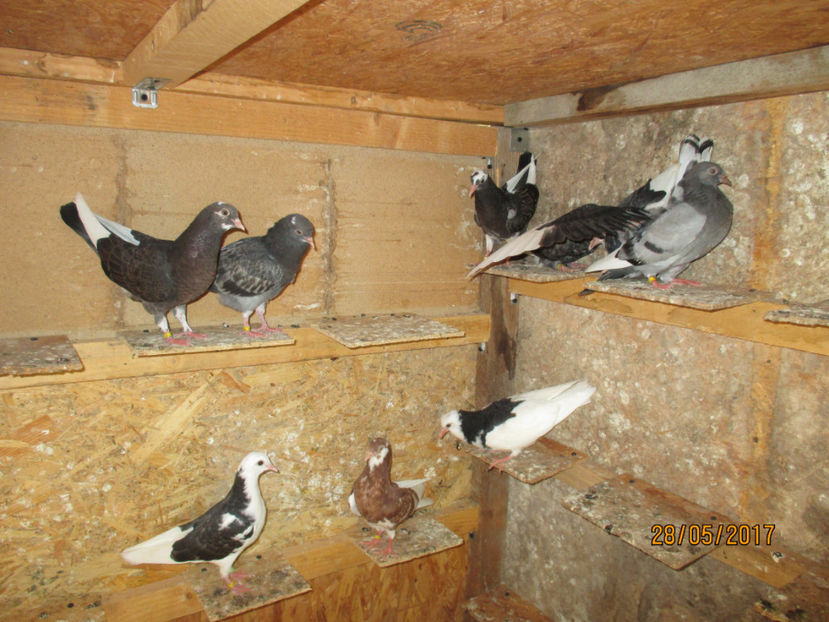  - 1 Roller de birmingham pui 2017