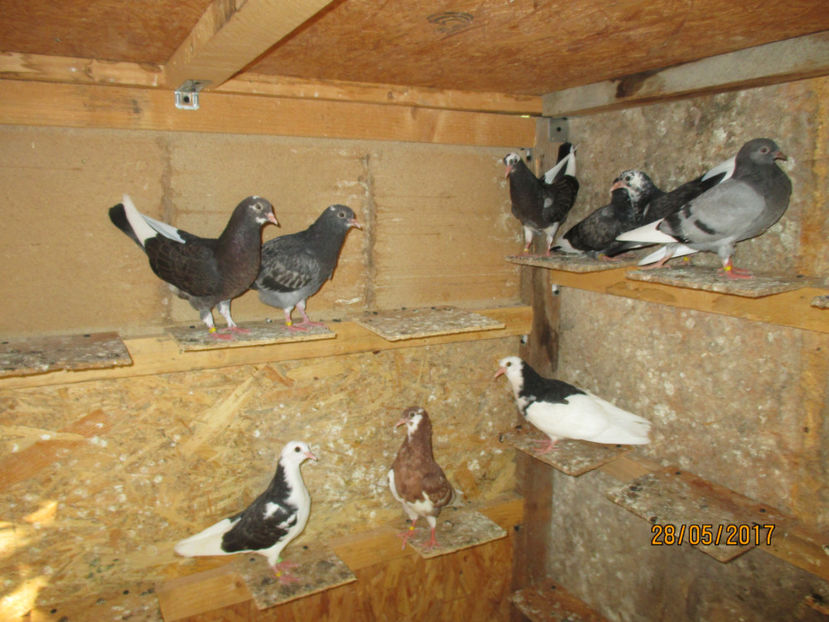  - 1 Roller de birmingham pui 2017