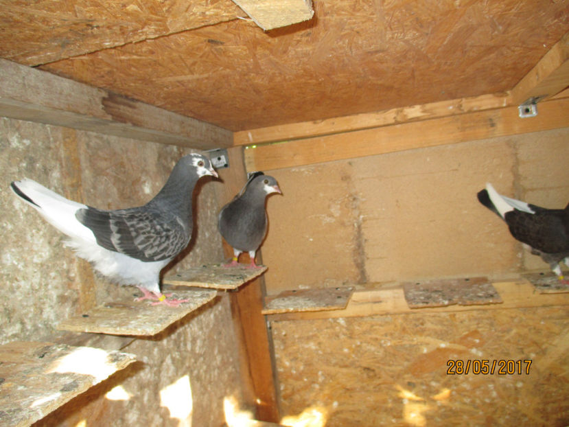  - 1 Roller de birmingham pui 2017