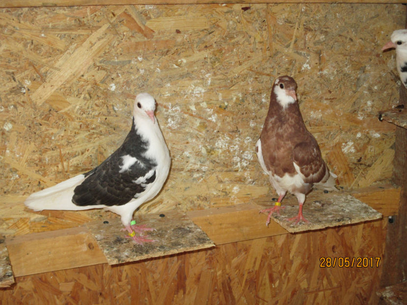  - 1 Roller de birmingham pui 2017