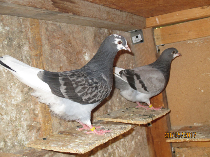  - 1 Roller de birmingham pui 2017