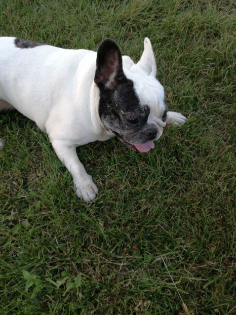  - Maya si prietenii ei