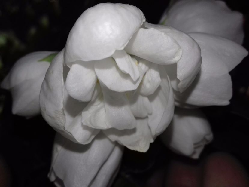 Iasomie batuta - de prin curte