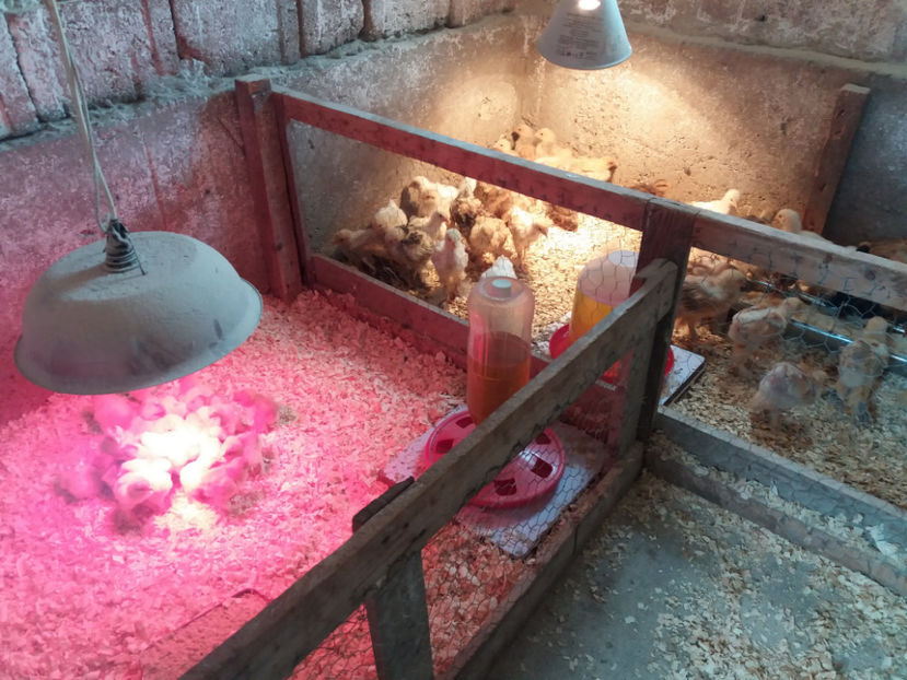 11.05.2017 036 - pui brahma seria 3 2017