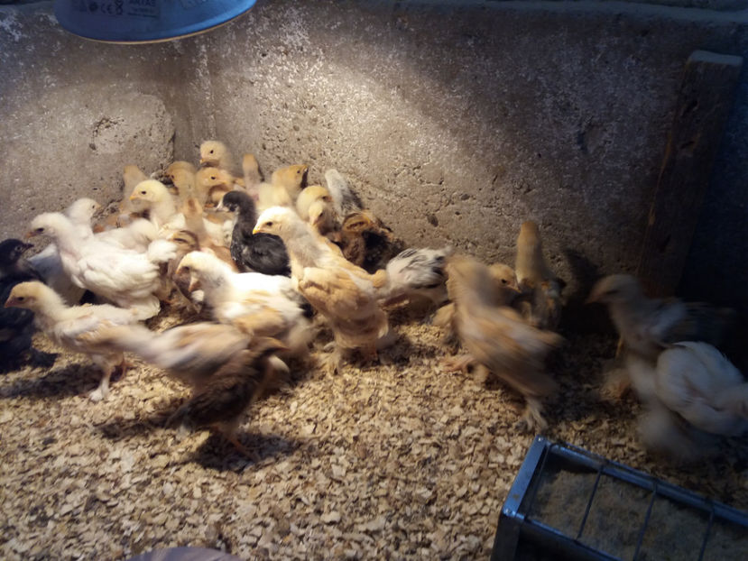 11.05.2017 045 - pui brahma seria 3 2017