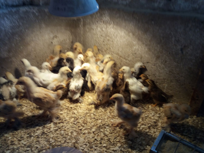 11.05.2017 047 - pui brahma seria 3 2017