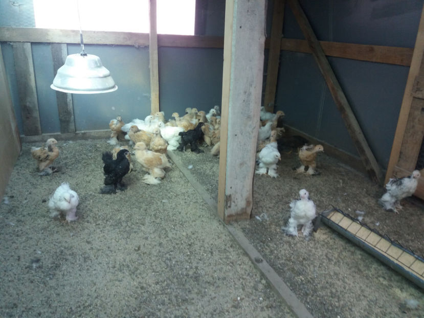 28.05.2017 010 - pui brahma seria 3 2017