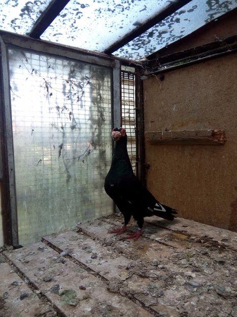 Mascul - Indian german 2017