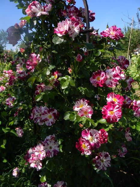 Purple splash - Trandafiri urcatori 2017