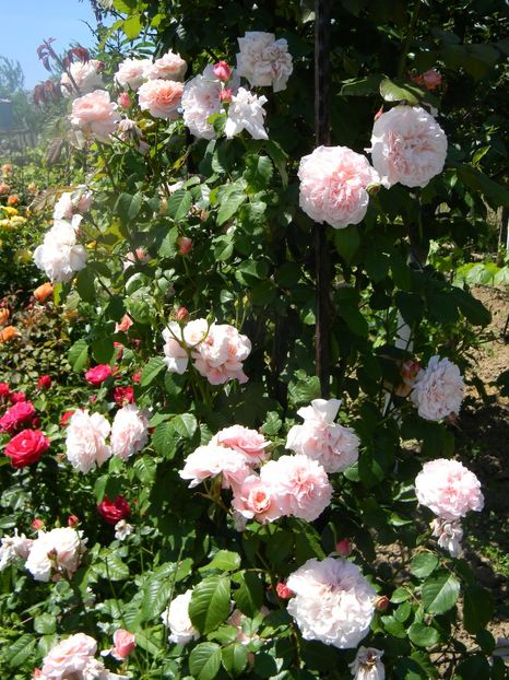 Rose de Tolbiac - Trandafiri urcatori 2017