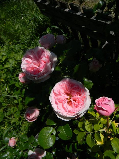 Giardina - Trandafiri urcatori 2017