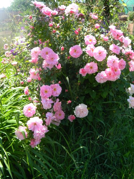 John davis - Trandafiri urcatori 2017