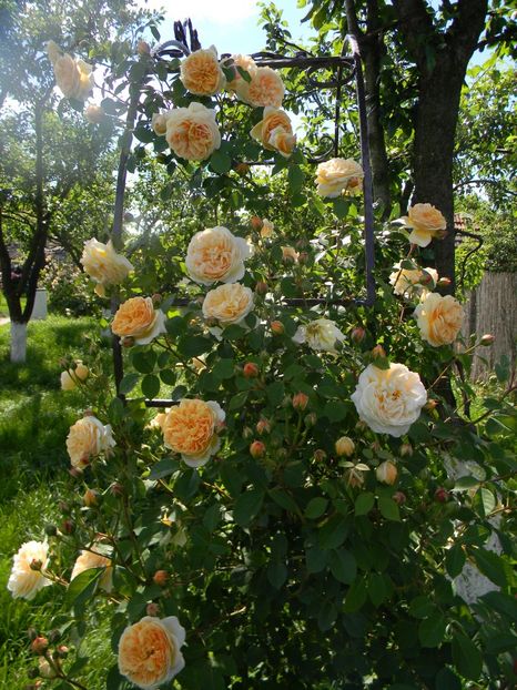 Teasing Georgia - minunat miunat - Trandafiri urcatori 2017