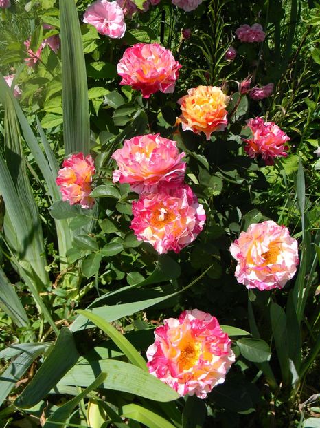 maurice Utrillo - Trandafiri 2017