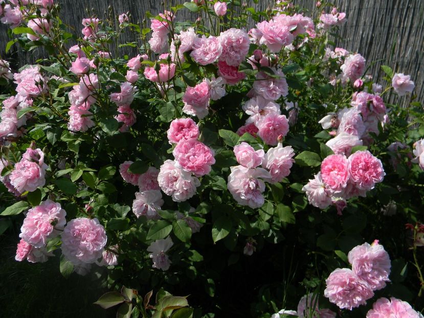 Cottage rose - Trandafiri 2017