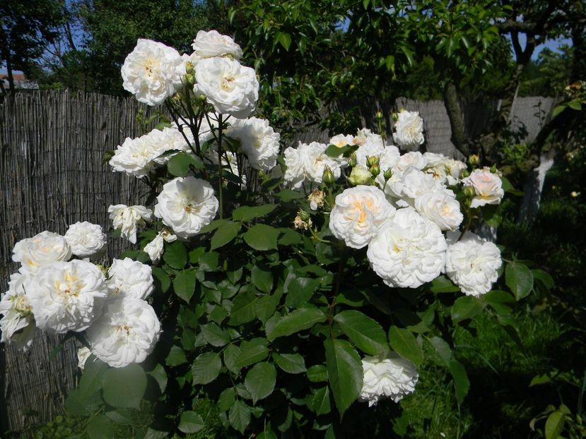 Gruss an aachen - Trandafiri 2017