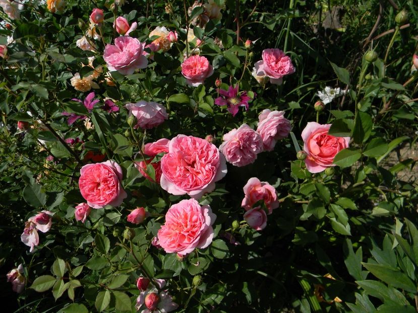 Boscobel - Trandafiri 2017