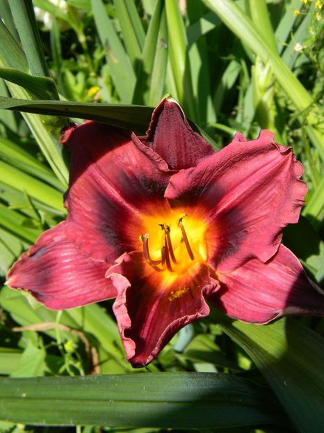 Wianah double purple - Hemerocallis 2017