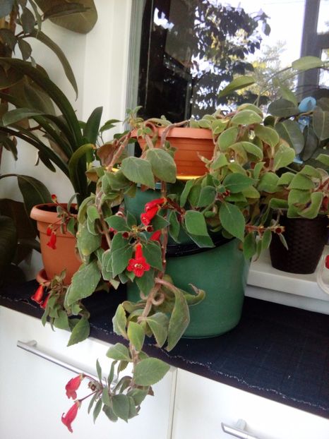  - Kohleria