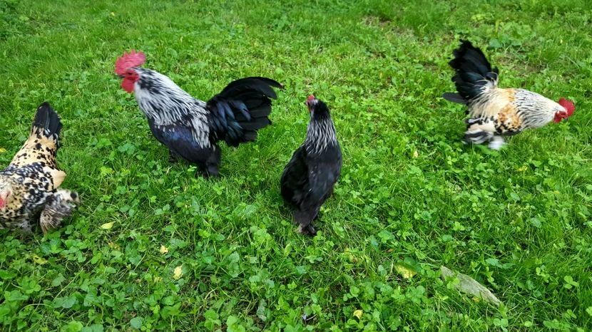  - PORTELAN - PHEONIX