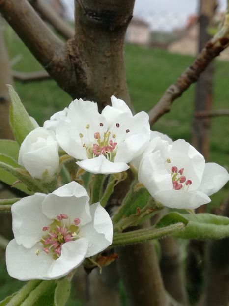 Flori de par - pomi si arbusti fructiferi