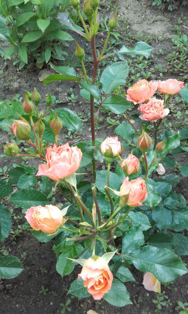 20170528_173046 - Copy - trandafiri 2017