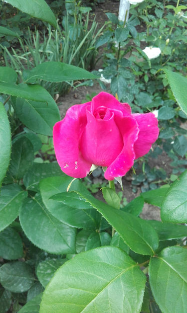 20170528_173108 - Copy - trandafiri 2017