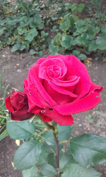 20170528_173128 - Copy - trandafiri 2017