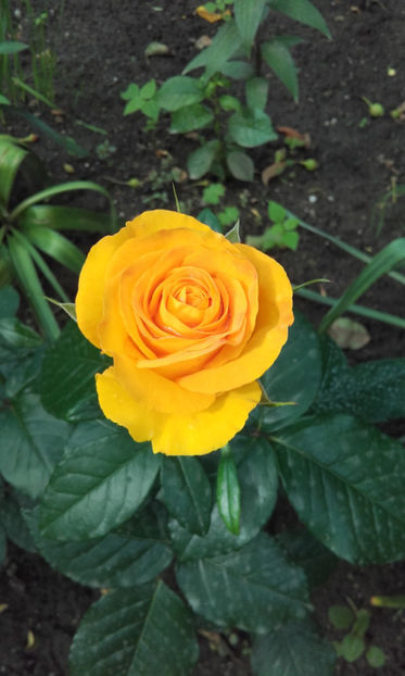 20170528_173014 - Copy - trandafiri 2017