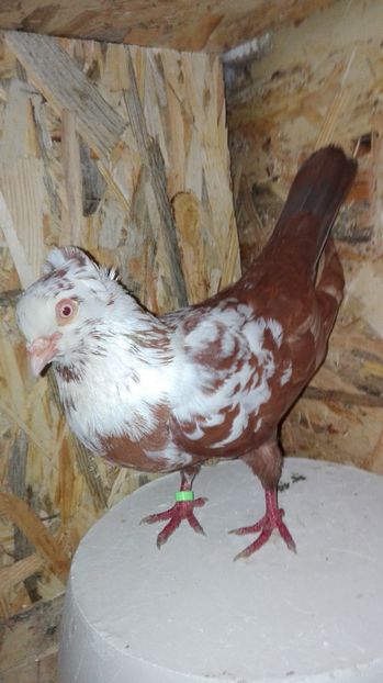 de vinzare - jucatoritimisoara