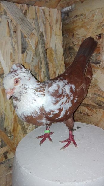 mascul  70lei. - jucatoritimisoara