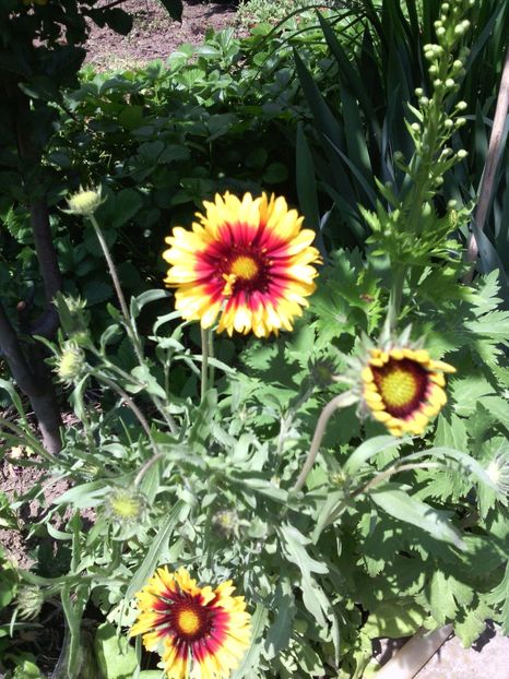  - 01-Flori din curtea mea 2017