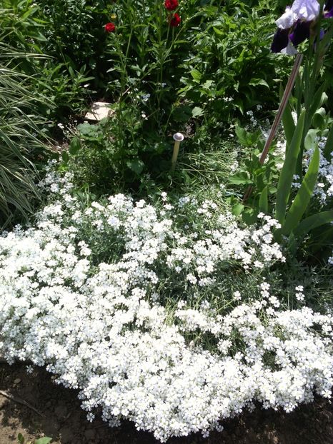  - 01-Flori din curtea mea 2017