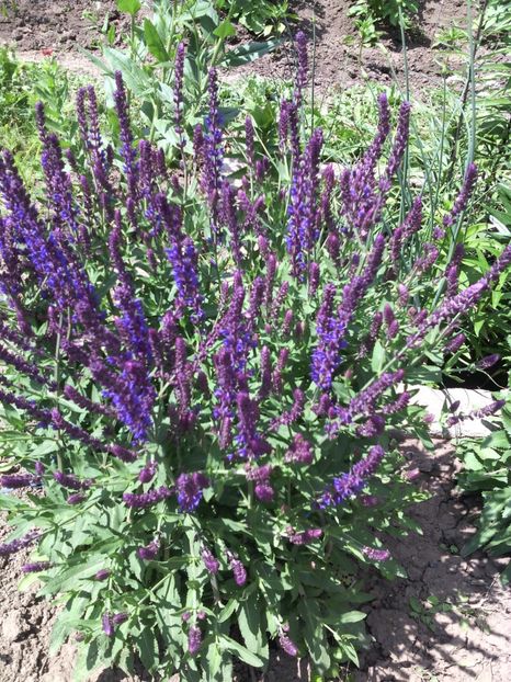 vindecea - 01-Flori din curtea mea 2017