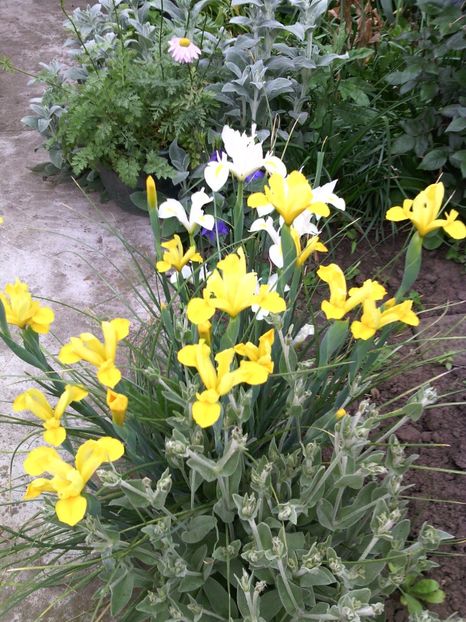  - 01-Flori din curtea mea 2017