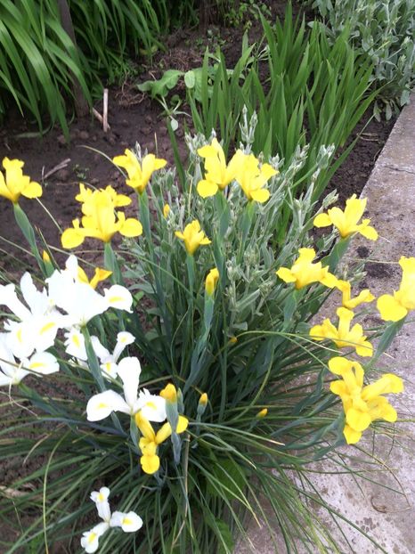  - 01-Flori din curtea mea 2017