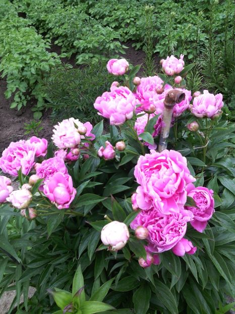  - 01-Flori din curtea mea 2017