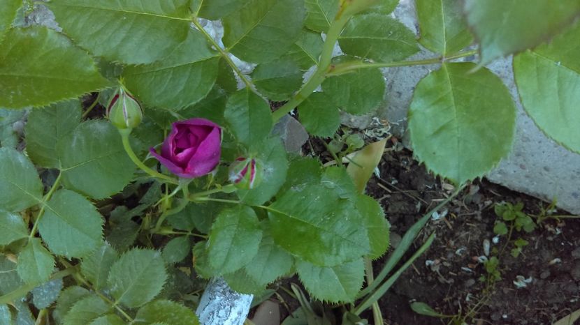  - floribunda minerva