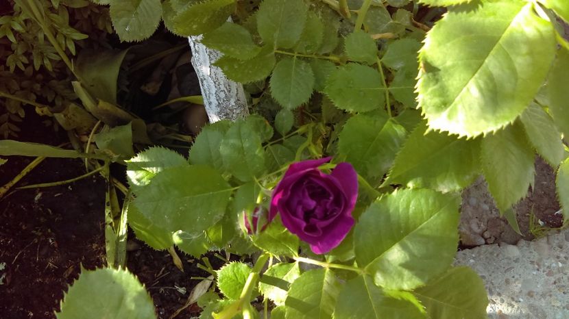  - floribunda minerva