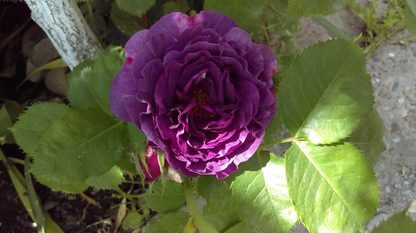  - floribunda minerva