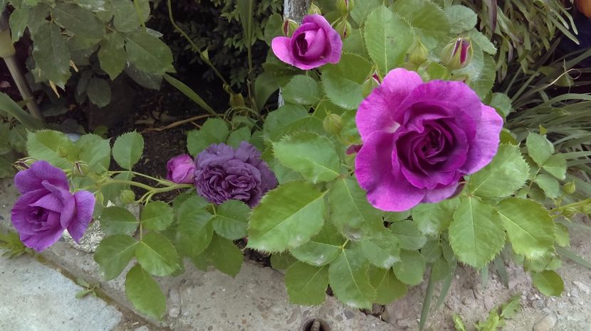  - floribunda minerva