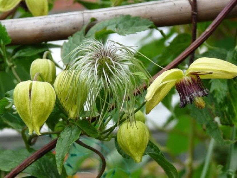 Clematis Chisanensis Korean Beauty - 3 seminte - 5 RON - Clematis Chisanensis Korean Beauty