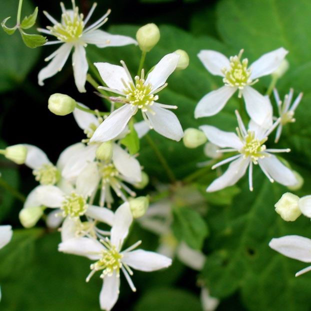 Clematis virginiana-Virgins Bower - 3 seminte - 5 RON - Clematis virginiana