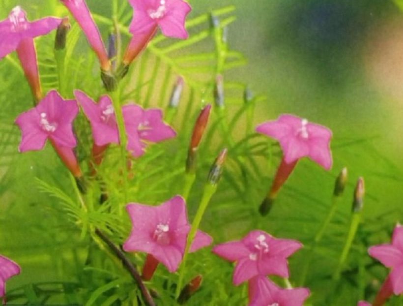 Quamoclit Pennata pink-Ipomoea-cataratoare - Quamoclit pennata