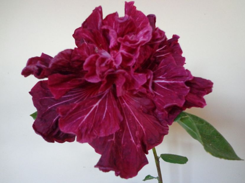  - HIBISCUS TAHITIAN DRAGON LAIR