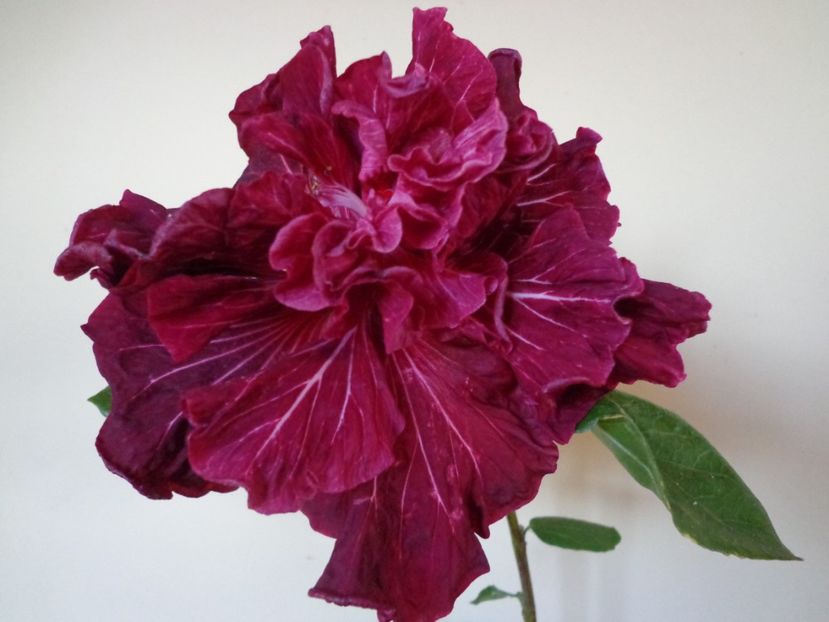 - HIBISCUS TAHITIAN DRAGON LAIR