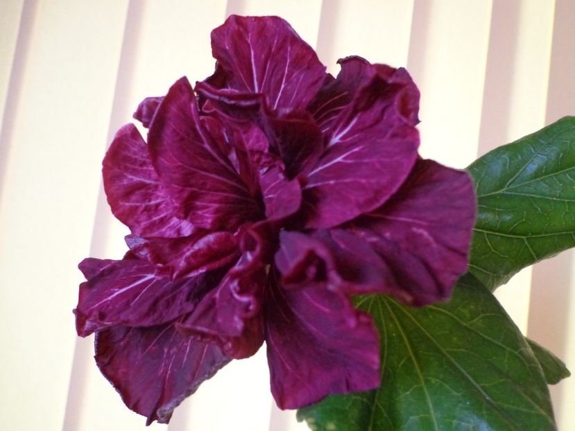  - HIBISCUS TAHITIAN DRAGON LAIR